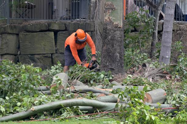 Reliable South Temple, PA Tree Care  Solutions