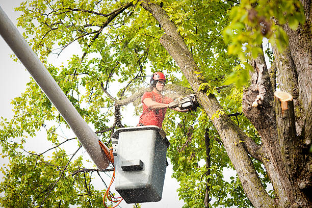 How Our Tree Care Process Works  in  South Temple, PA